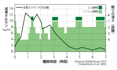 ノンレム睡眠